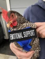 Emotional support